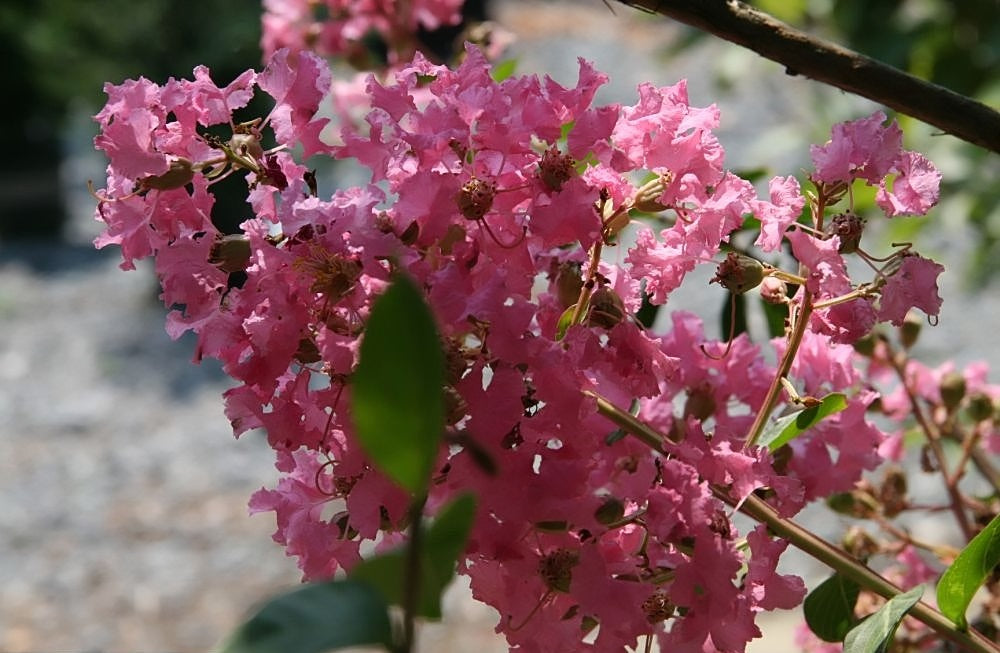 Lagerstroemia indica x subcostata fauriei - SIOUX - Pink Crepe Myrtle