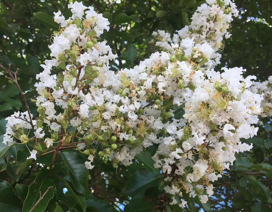 Lagerstroemia indica x subcostata fauriei - NATCHEZ - White Crepe Myrtle