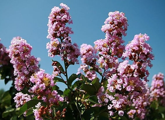 Lagerstroemia indica x subcostata fauriei - ZUNI - Violet Pink Crepe Myrtle