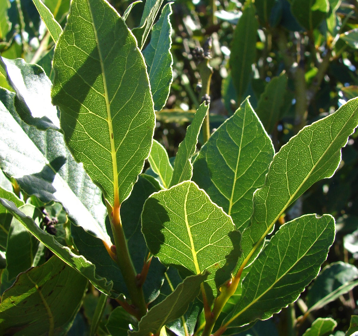 Laurus nobilis - MILES CHOICE - Bay Tree