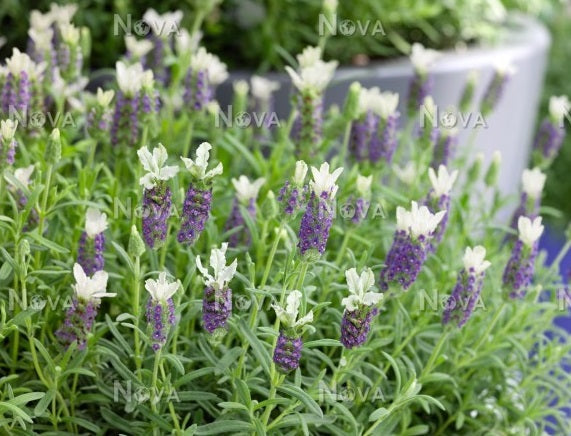 Lavandula stoechas - CASTILLANO - Spanish Lavender