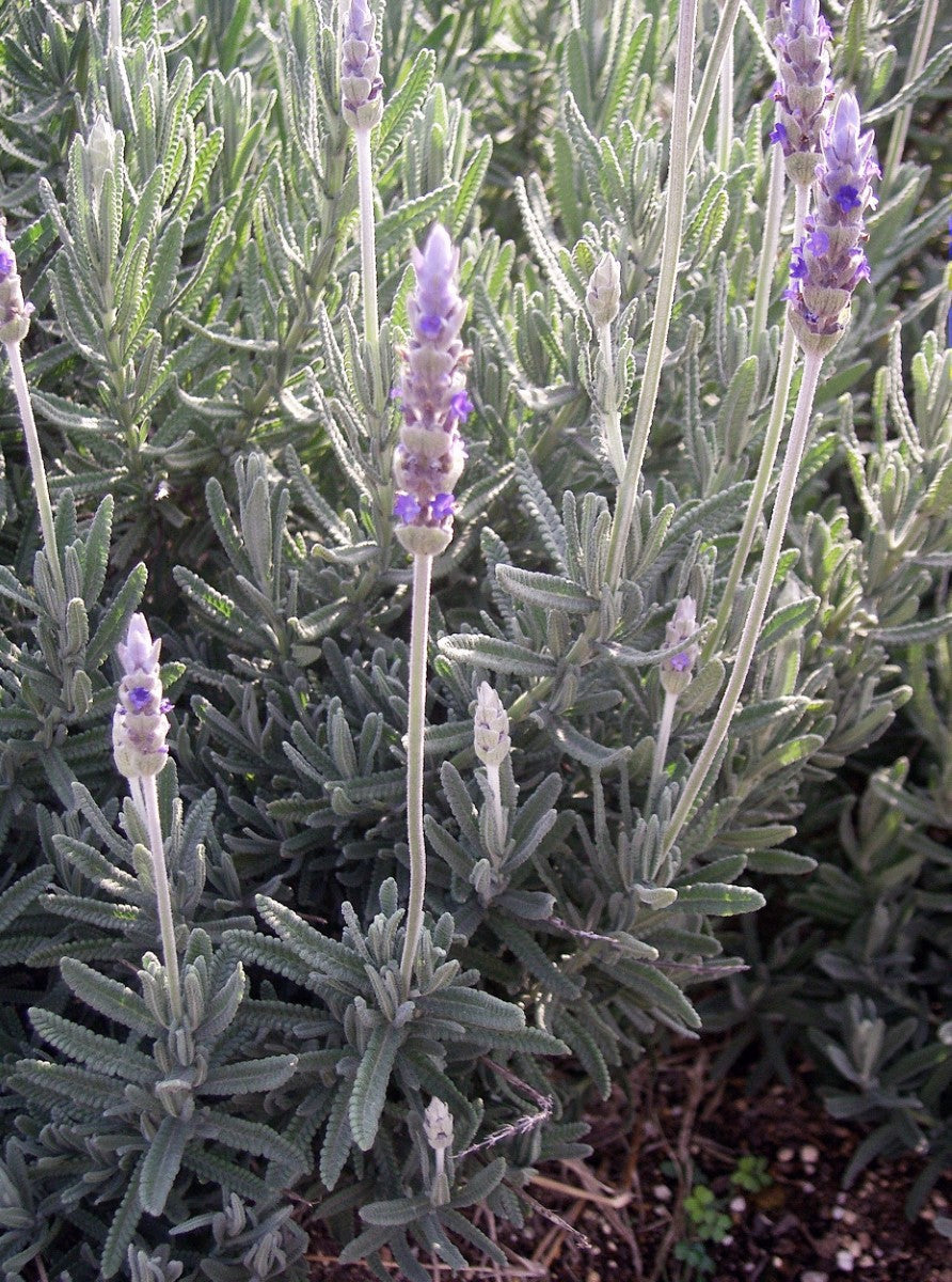 Lavandula dentata - FRENCHETTE - French Lavender 'Frenchette' PBR