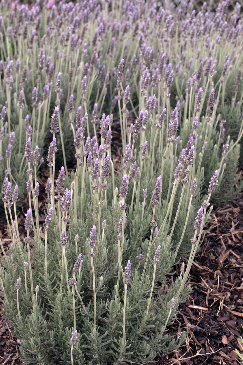 Lavandula dentata - FRENCHETTE - French Lavender 'Frenchette' PBR