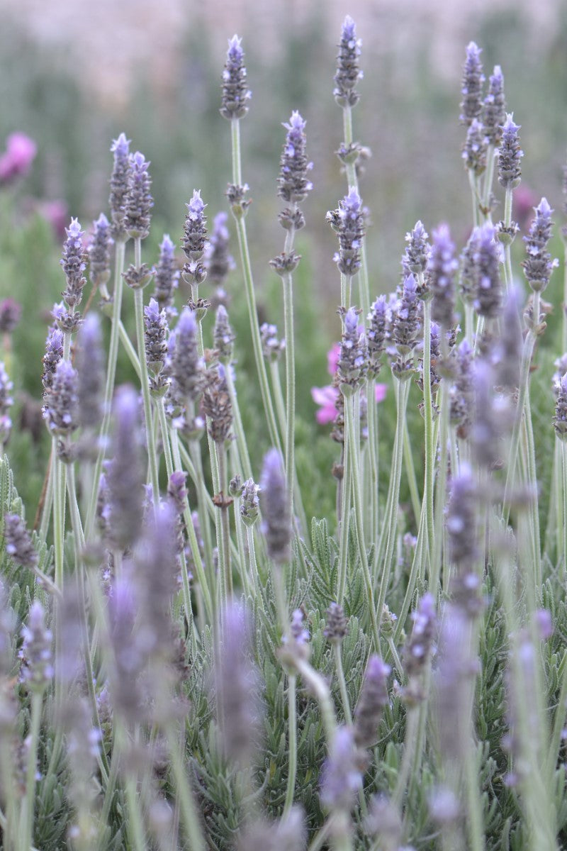 Lavandula dentata - FRENCHETTE - French Lavender 'Frenchette' PBR