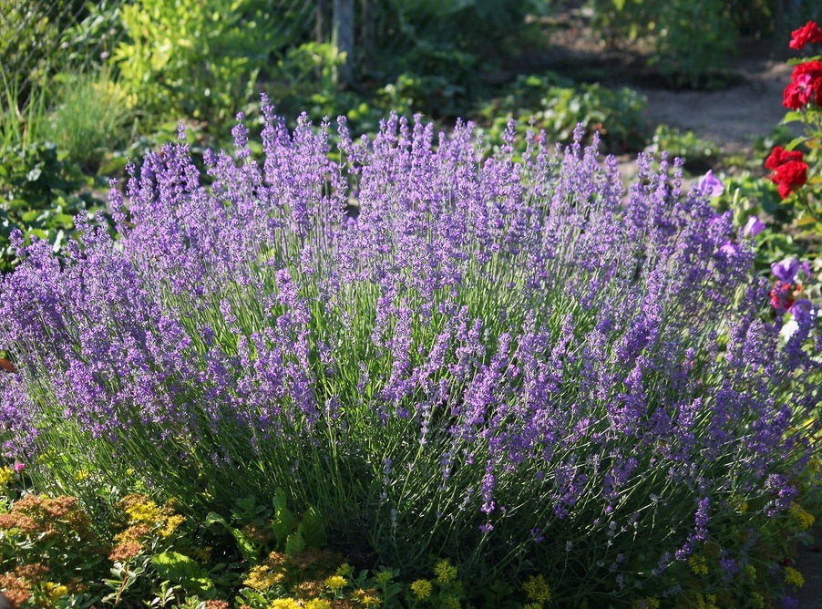 Lavandula angustifolia - English Lavender