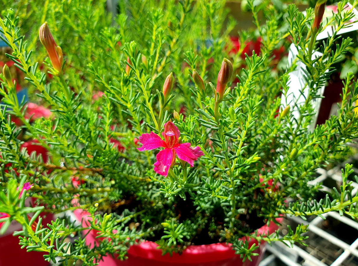 Lechenaultia formosa - LOLA