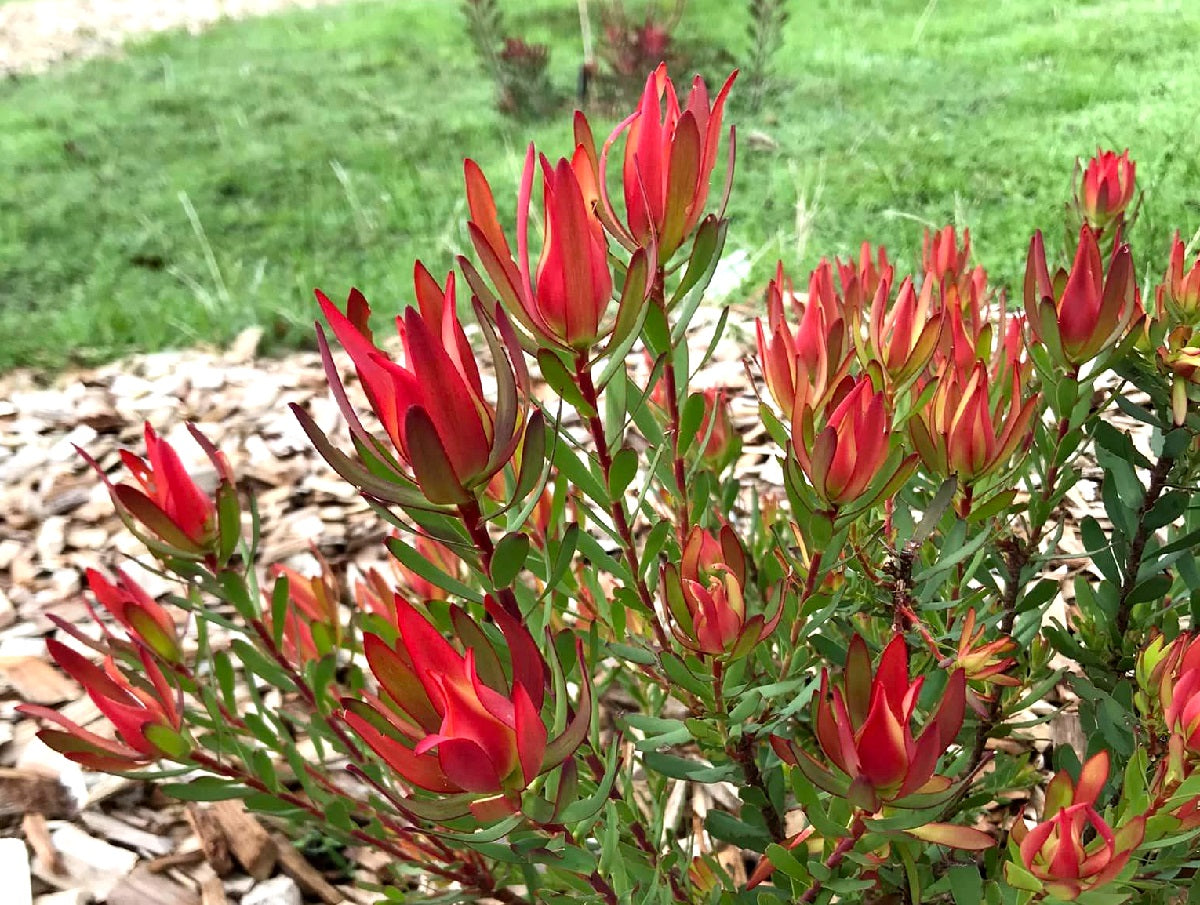 Leucadendron laureolum x salignum - AMY - Golden Sunshine Conebush