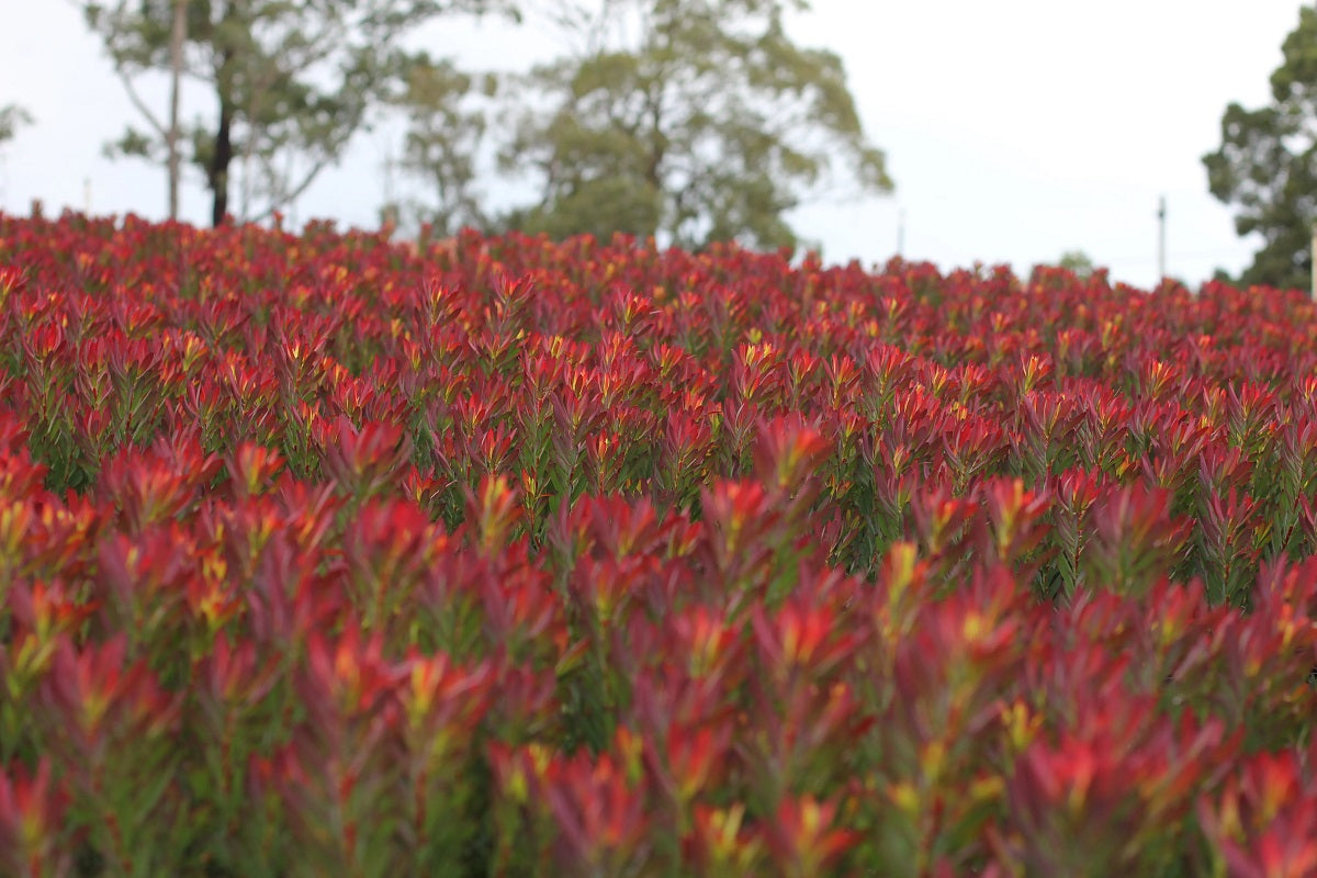 Leucadendron salignum - DEVILS BLUSH - Sunshine Conebush