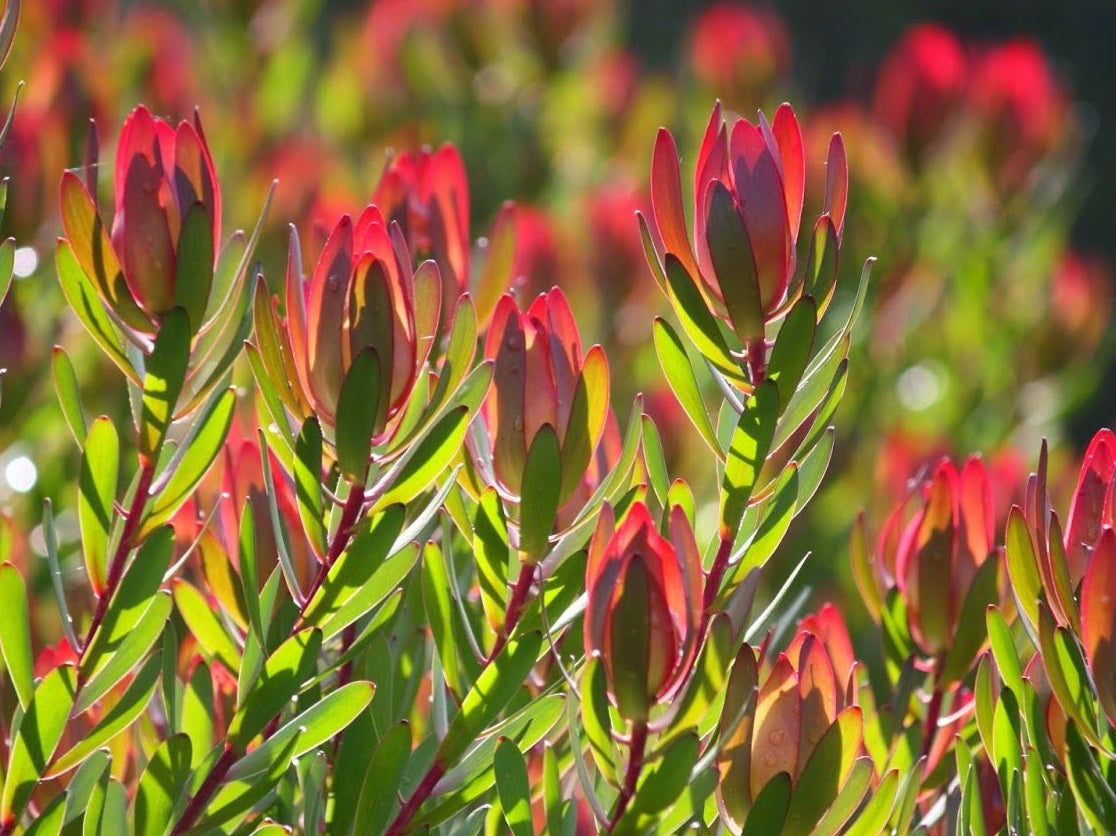 Leucadendron laureolum x salignum - RED GEM - Golden Sunshine Conebush