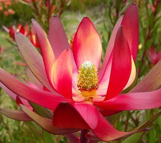 Leucadendron laureolum x salignum - SAFARI SUNSET - Golden Sunshine Conebush