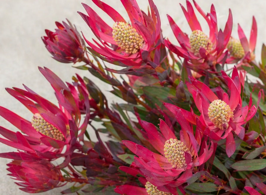 Leucadendron salignum - ZOE - Sunshine Conebush