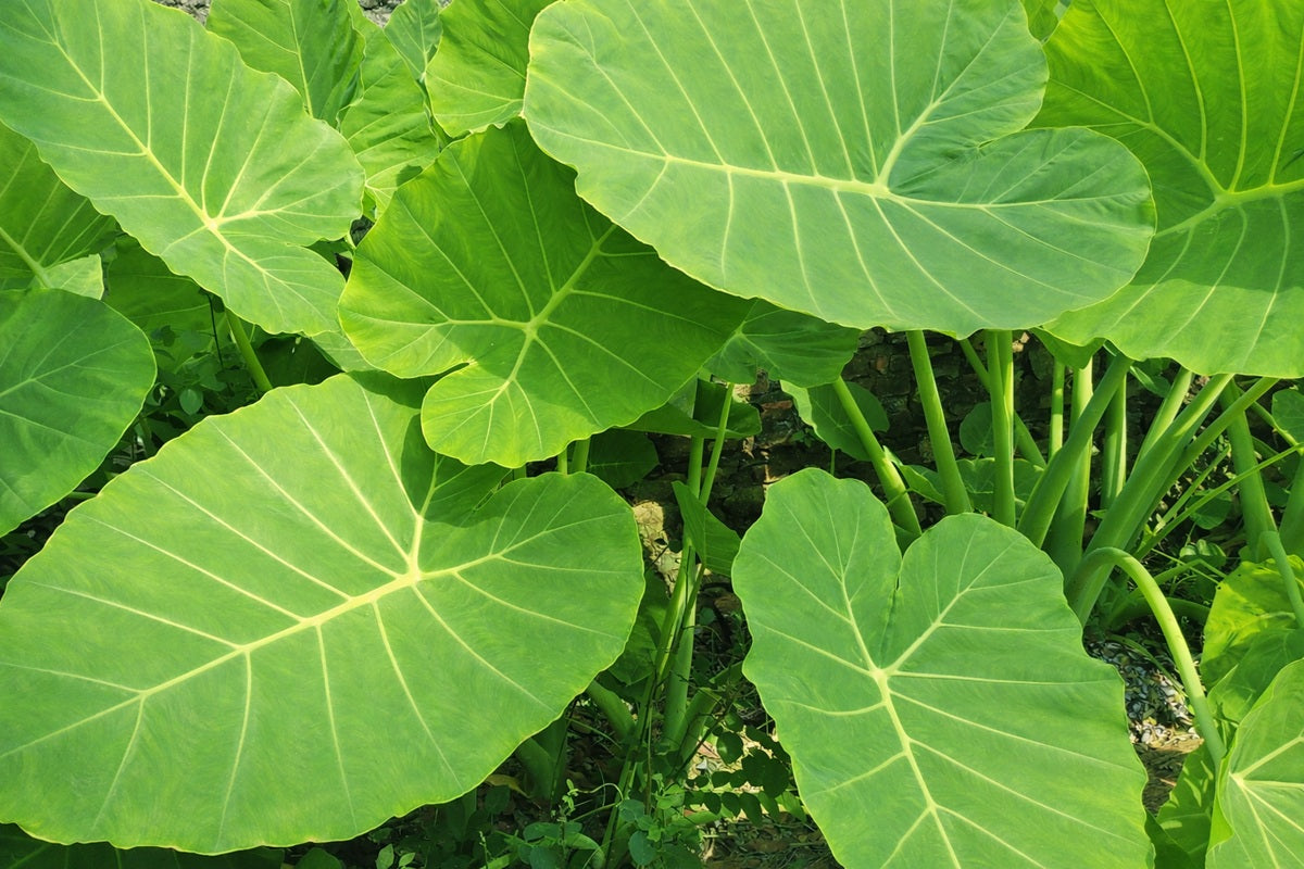 Leucocasia gigantea - Giant Elephant Ear
