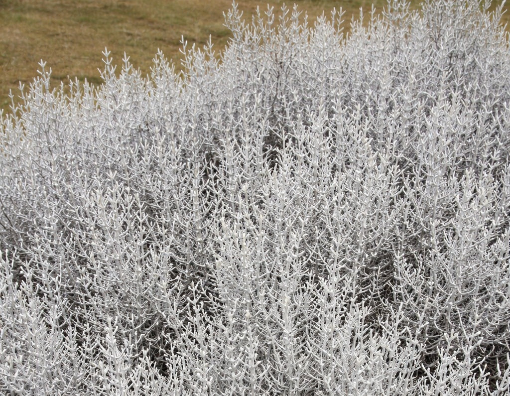 Leucophyta brownii - CANAL ROCK FORM - Cushion Bush
