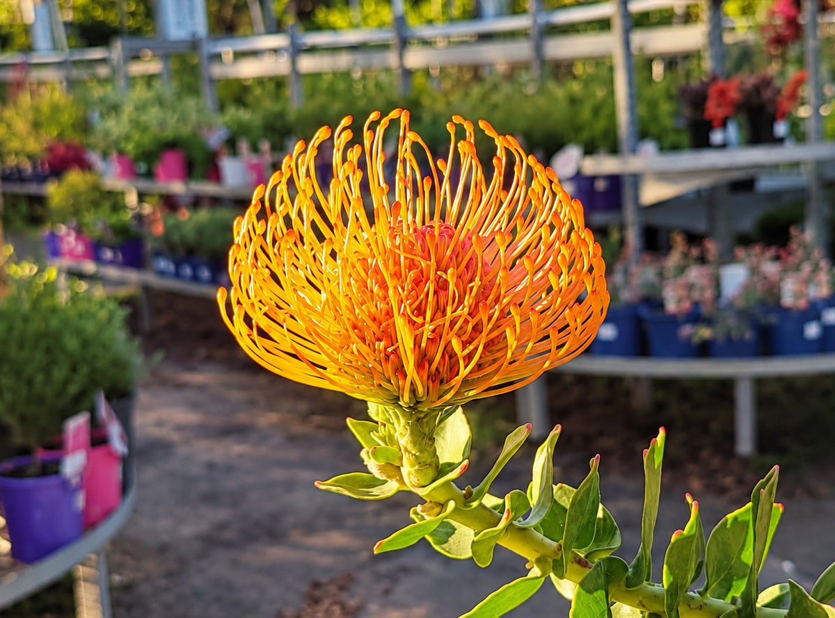 Leucospermum cordifolium - ORANGE - Pincushion