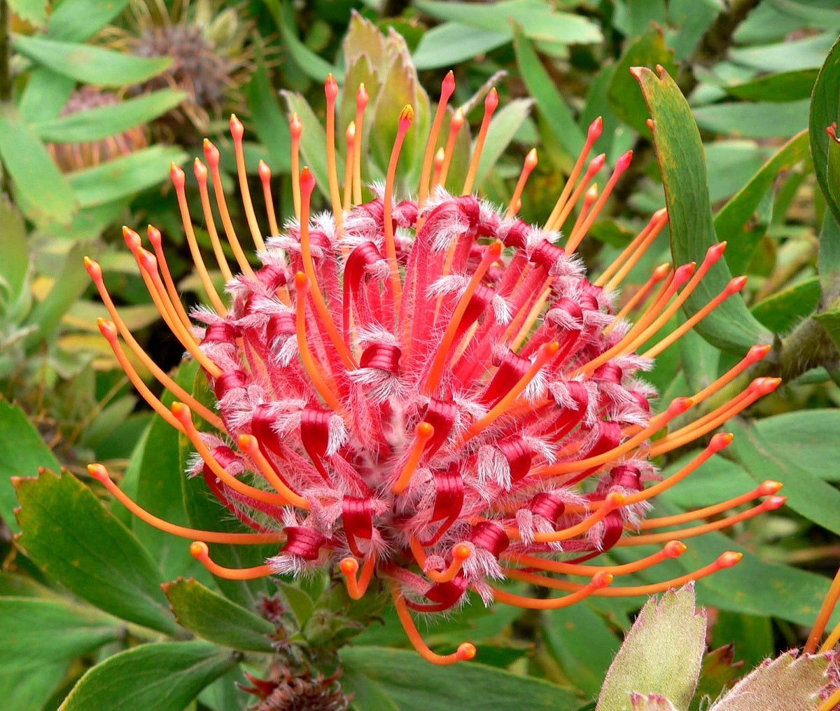 Leucospermum glabrum x tottum - SCARLET RIBBONS - Ribbon Outeniqua Pincushion