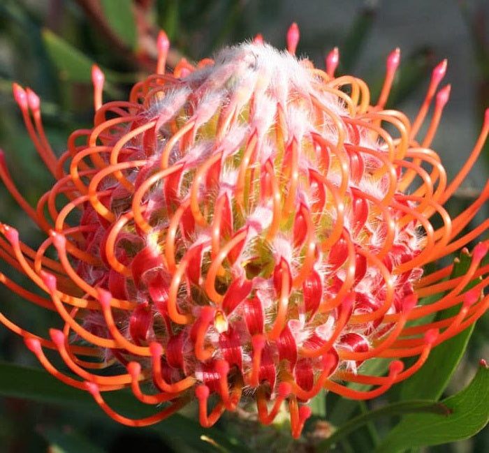 Leucospermum glabrum x lineare - TANGO - Needle-Leaf Outeniqua Pincushion