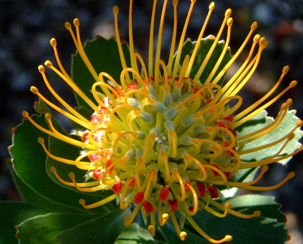 Leucospermum praecox - Mossel Bay Pincushion