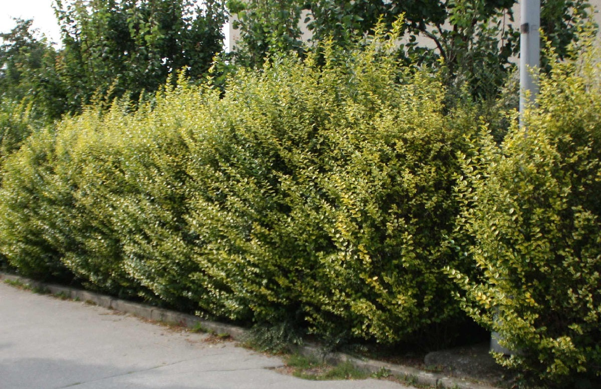 Ligustrum ovalifolium - Variegated Golden Privet