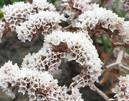 Limonium perezii - WHITE STAR - White Statice