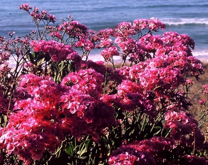 Limonium peregrinum - Pink Statice