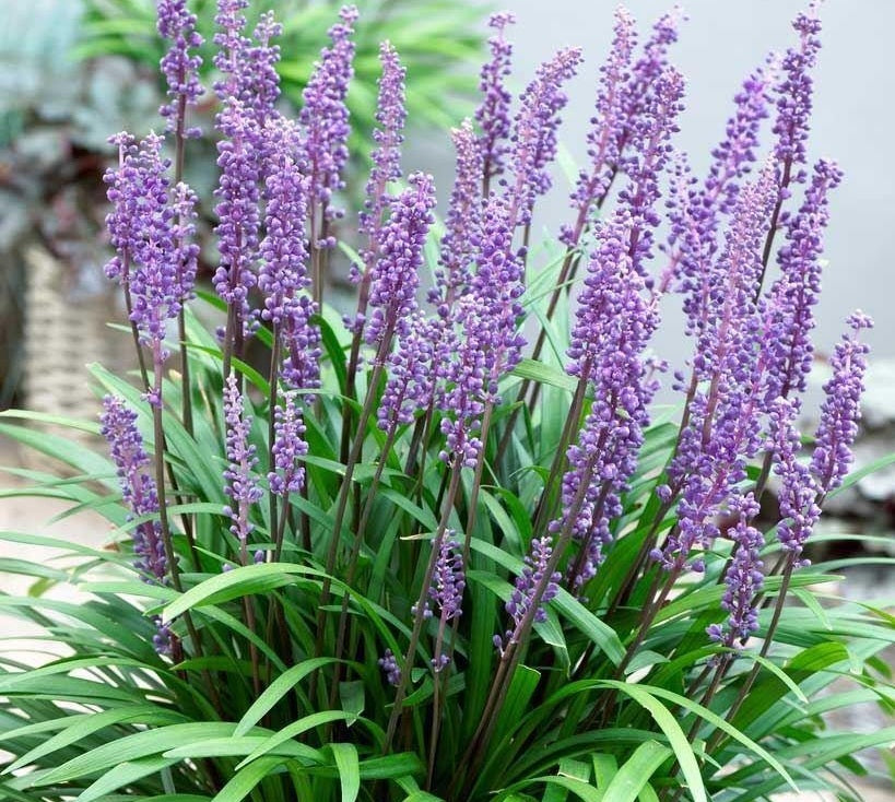 Liriope muscari - BIG BLUE - Blue Lily Turf