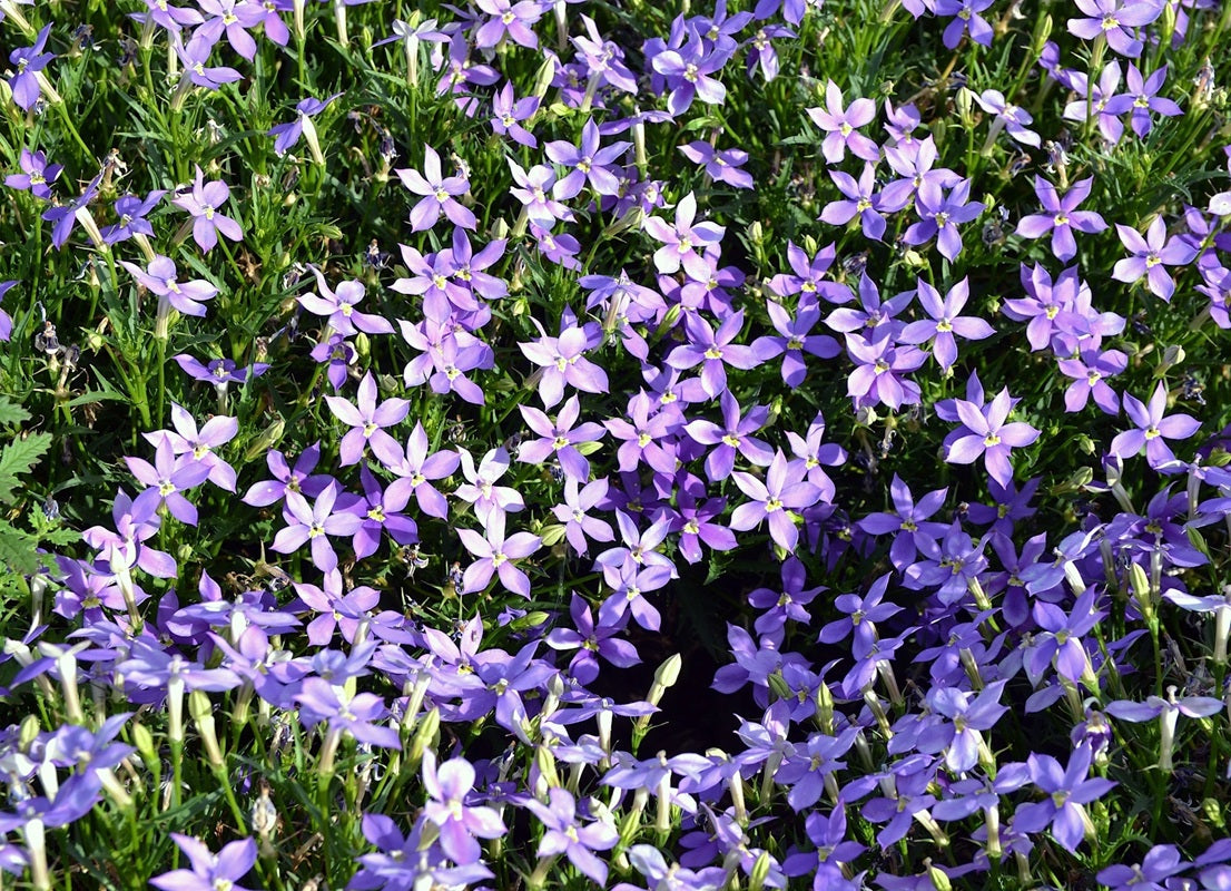 Lithotoma axillaris - Pop N Fizz™ GLOWING PURPLE - Rock Isotome