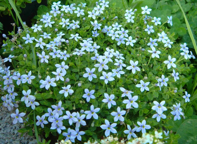 Lobelia pedunculata - BLUE - Trailing Pratia