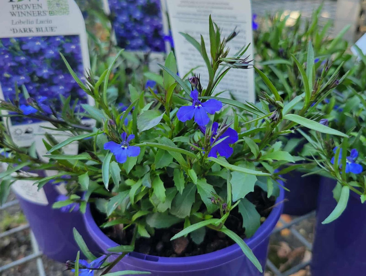 Lobelia erinus - LUCIA DARK BLUE - Edging Lobelia