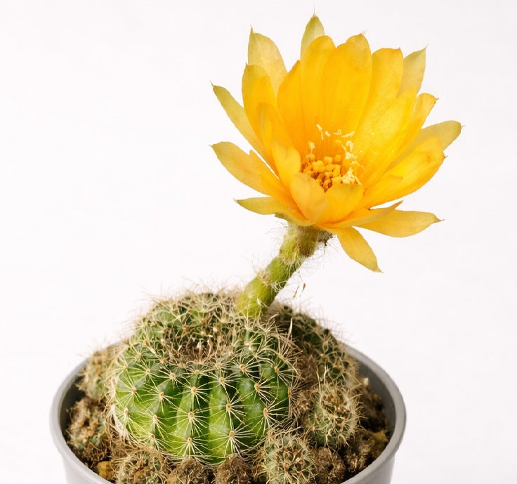 Lobivia arachnacantha - GOLD FORM - Spiderspine Cactus