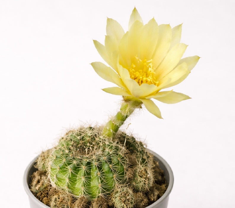 Lobivia arachnacantha - YELLOW FORM - Spiderspine Cactus