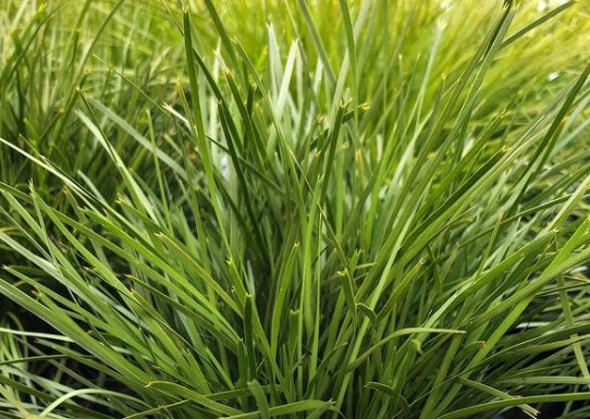 Lomandra confertifolia - ECHIDNA GRASS™ - Mat-Rush