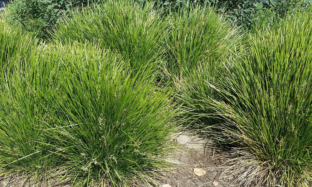 Lomandra confertifolia x longifolia - LIME TUFF - Spiny-Head Mat-Rush