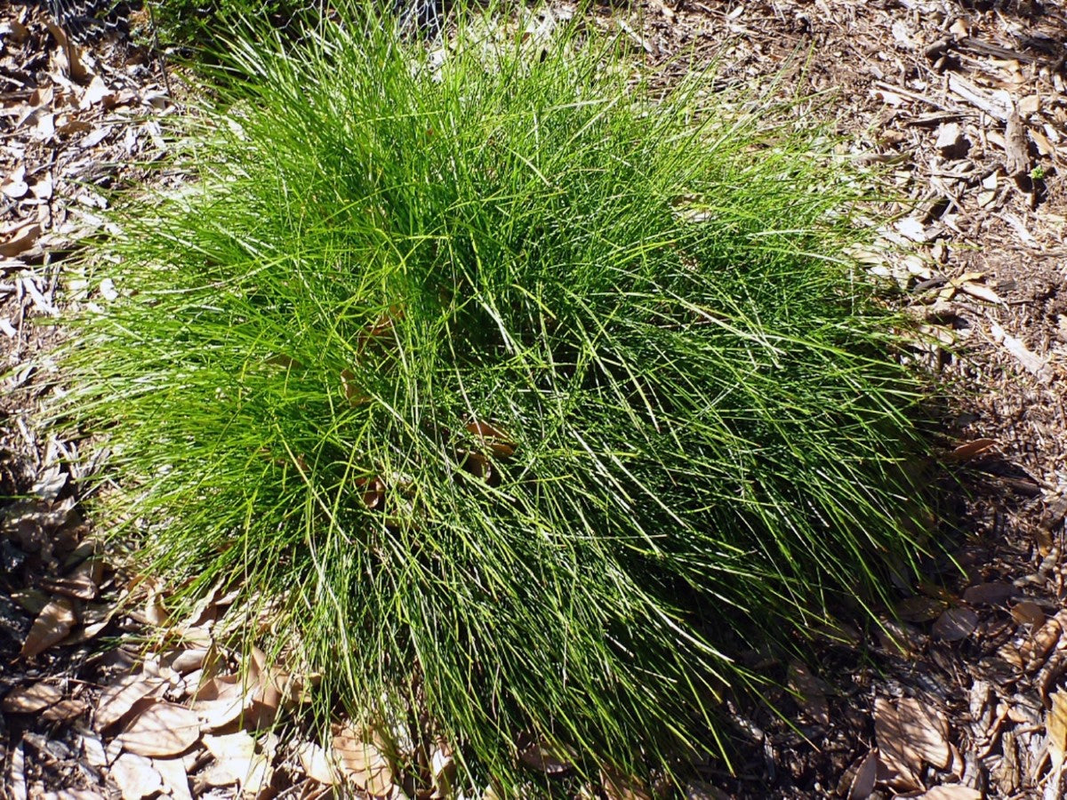 Lomandra confertifolia - LITTLE CON - Mat-Rush