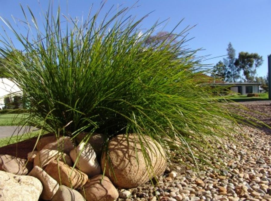 Lomandra longifolia - TANIKA® - Spiny-Head Mat-Rush 'LM300' PBR