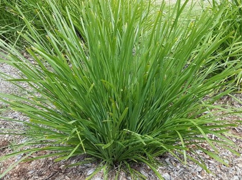 Lomandra longifolia - Spiny-Head Mat-Rush