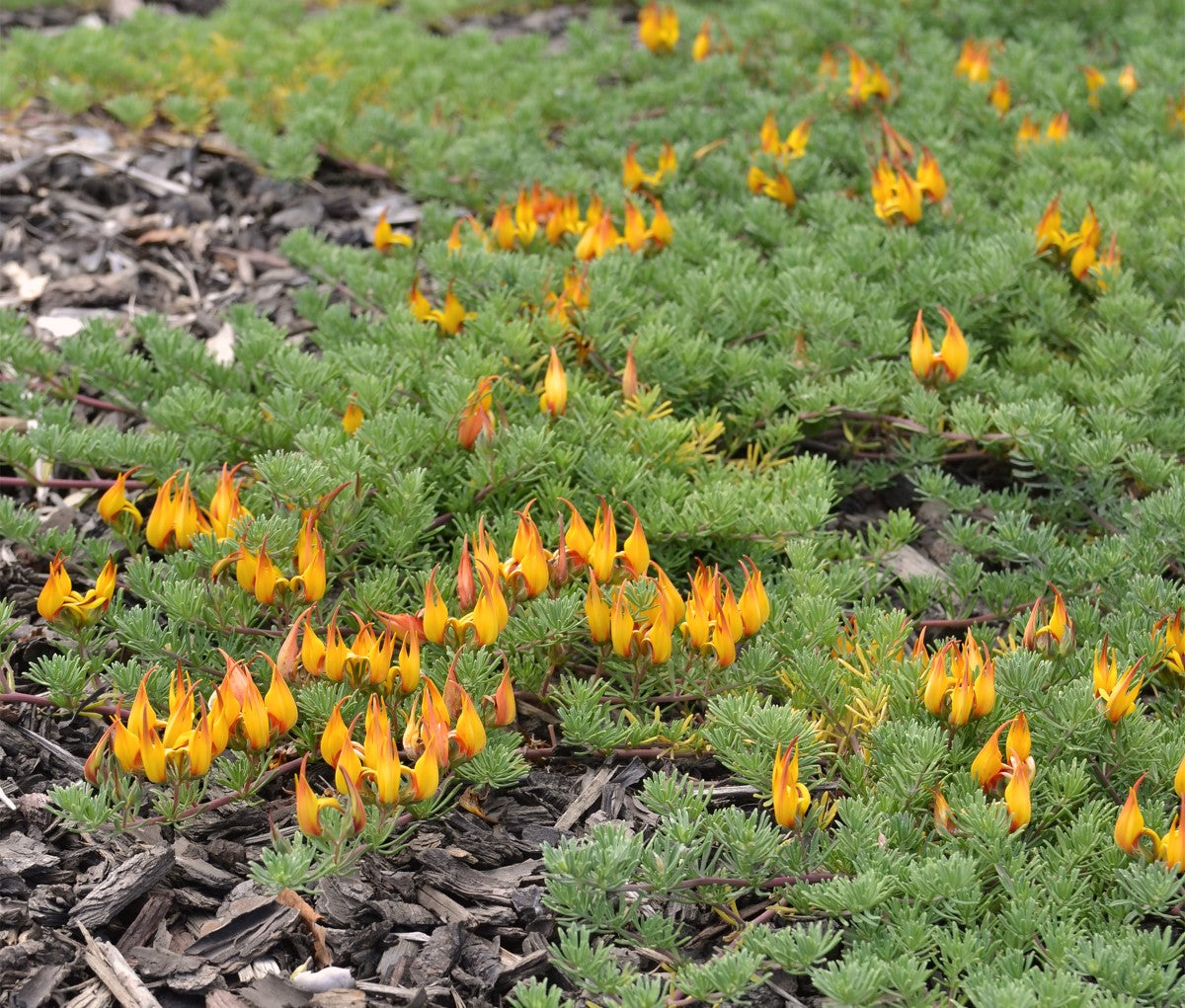 Lotus berthelotii - AUREA - Gold Flash Parrots Beak