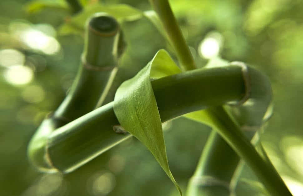 Dracaena sanderiana - Lucky Bamboo Curly Cane in Vial