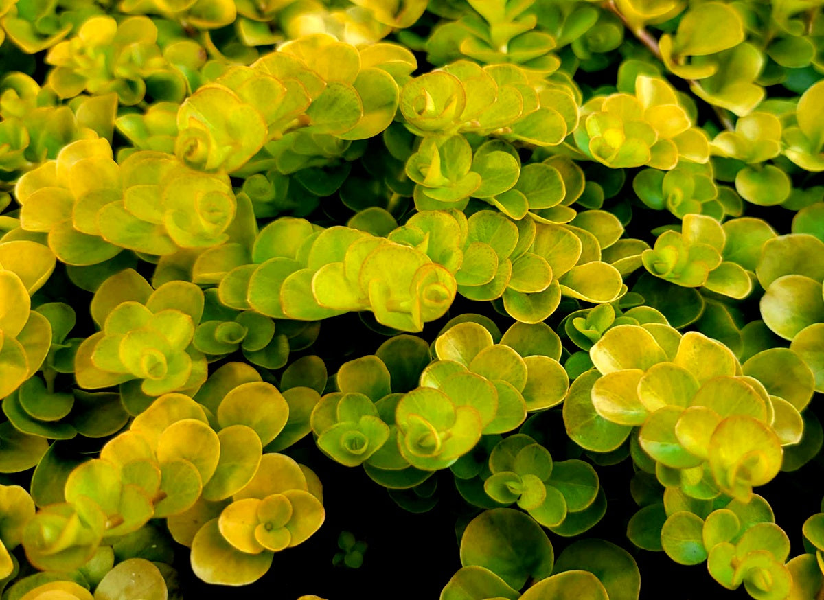 Lysimachia nummularia - AUREA - Goldilocks