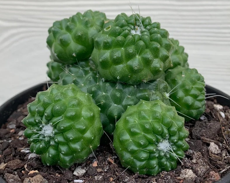 Mammillaria spinosissima - PICO COMPACTA - Spiny Pincushion