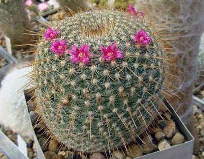 Mammillaria muehlenpfordtii - Golden Pincushion