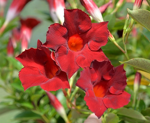 Mandevilla - ALOHA BURGUNDY - Rocktrumpet