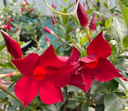 Mandevilla - ALOHA BURGUNDY - Rocktrumpet