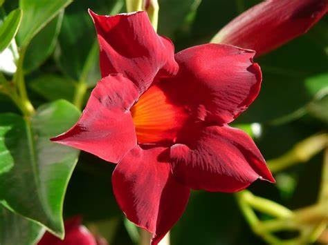 Mandevilla - Sun Parasol® CLASSIC DARK RED - Rocktrumpet 'Sunparabeni' PBR