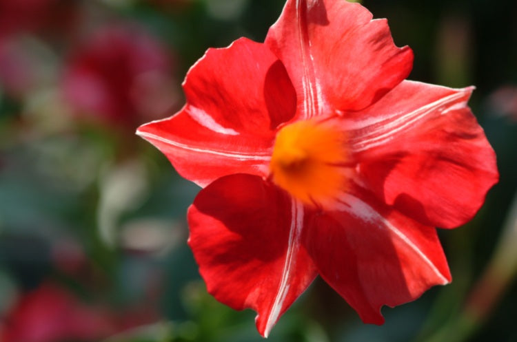 Mandevilla - Sun Parasol® STARS AND STRIPES® - Rocktrumpet