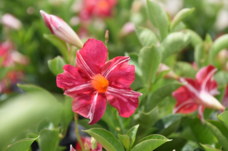 Mandevilla - Sun Parasol® STARS AND STRIPES® - Rocktrumpet
