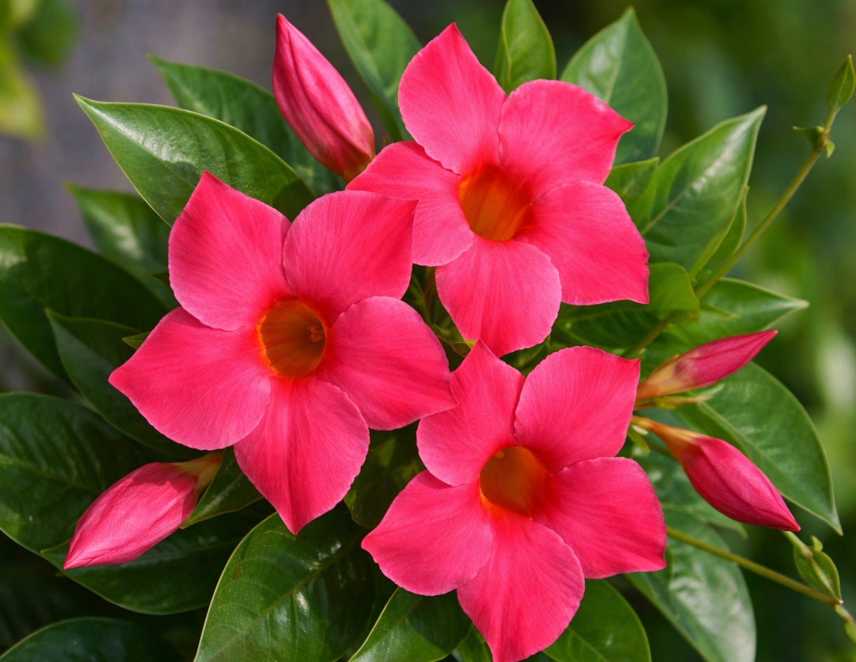 Mandevilla - Sundenia® CORAL - Rocktrumpet 'Sunparamiho' PBR