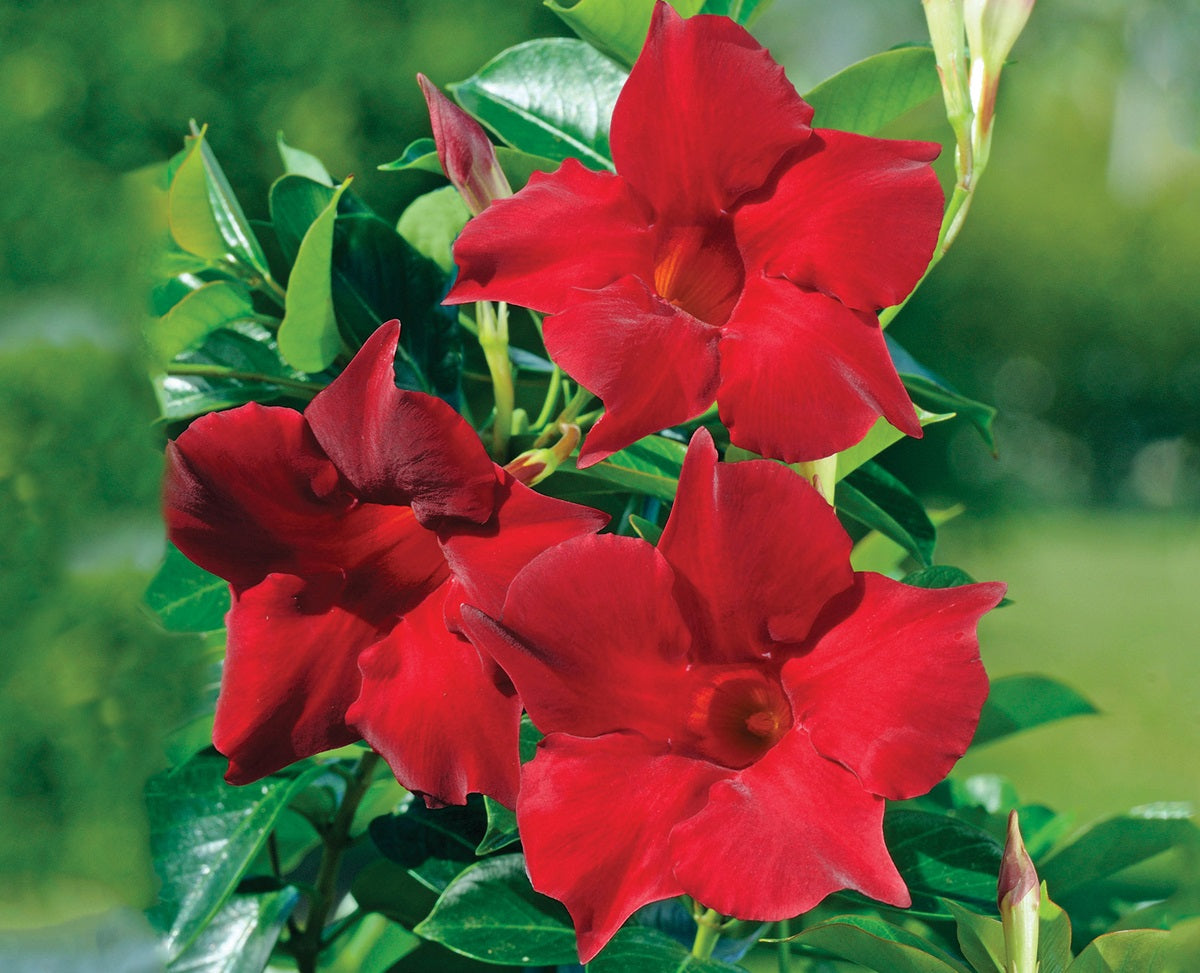 Mandevilla - TOPAZE VERMILLION - Rocktrumpet