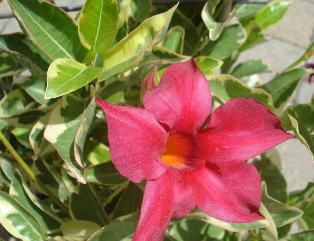 Mandevilla - VARIEGATED - Rocktrumpet
