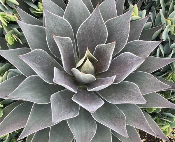 Agave macroacantha x Manfreda maculosa - LAVENDER LADY - Mangave