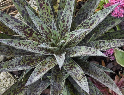 xMangave - PINEAPPLE EXPRESS - Mangave 'Jaguar' x Mangave 'Bloodspot'